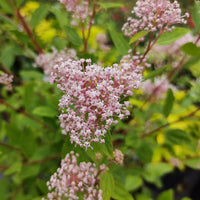 Ceanothus - Kalifornischer Flieder - Ceanothus-Sammlung (x2) - Ceanothus impressus victoria, ceanothus x pallidus