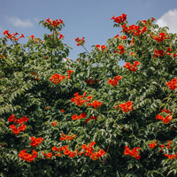 Trompetenblume Stromboli - Campsis radicans stromboli