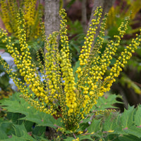Mahonie Charity auf Stamm - Mahonia x media charity - Bakker