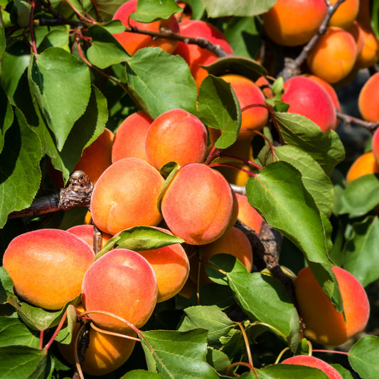Aprikosenbaum Pfirsich von Nancy