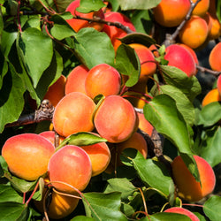 Aprikosenbaum Pfirsich von Nancy - Bakker