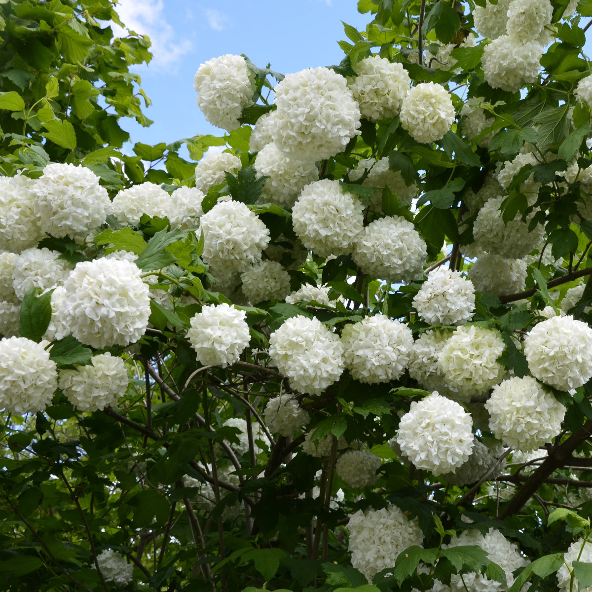 Vier-Jahreszeiten-Hecke (x6) - Viburnum opulus Roseum, Viburnum x bodnantense Dawn, Weigelia Bristol Ruby, Philadelphus virginal, Forsythia spectabilis, Tamarix ramosissima - Bakker