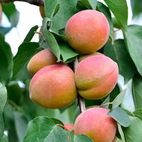 Mini-Aprikosenbaum - Prunus armeniaca Aprigold - Obst