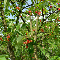 Kirschbaum 'Bigarreau Napoléon' - Prunus avium bigarreau Napoléon