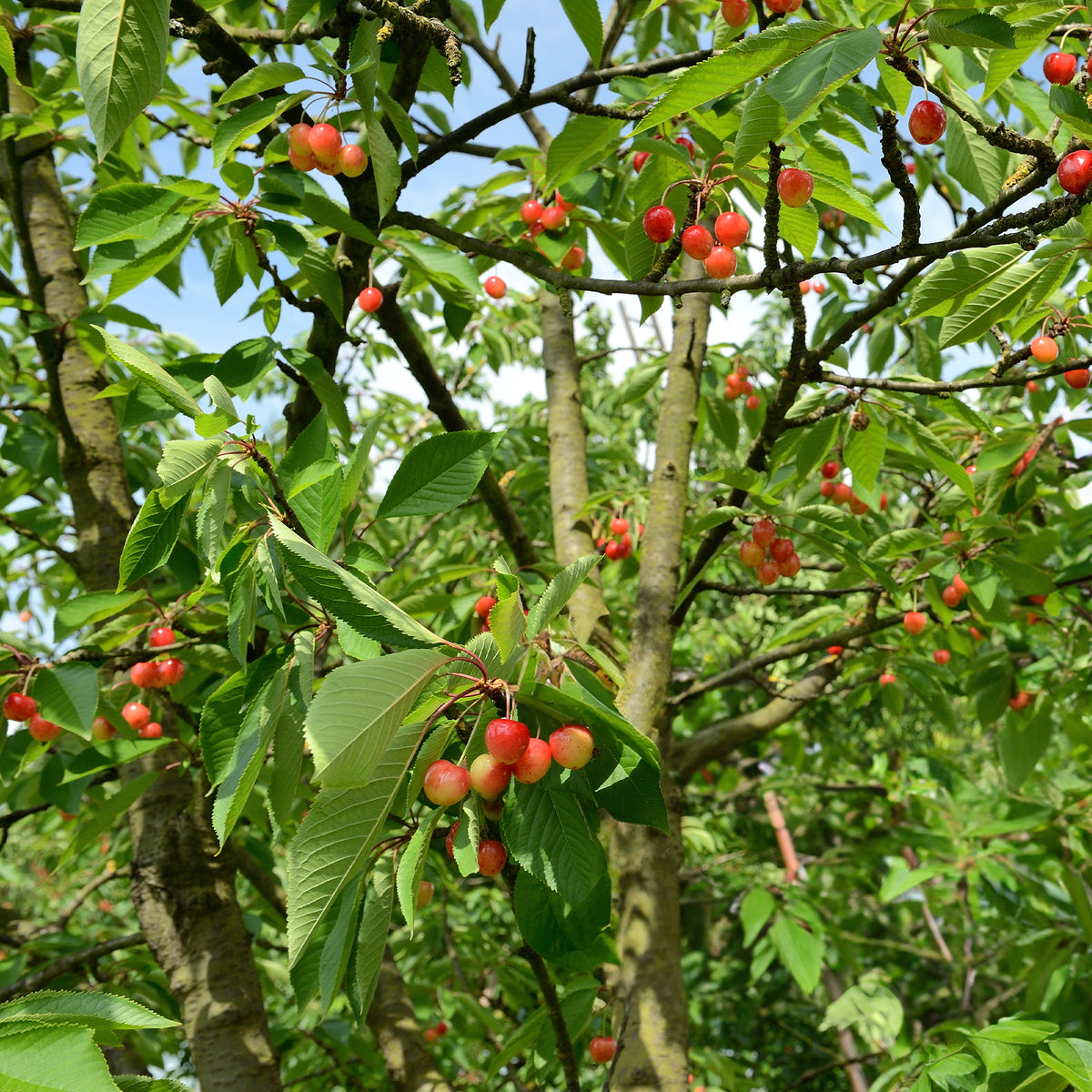 Prunus avium bigarreau Napoléon - Kirschbaum 'Bigarreau Napoléon' - Kirschbäume