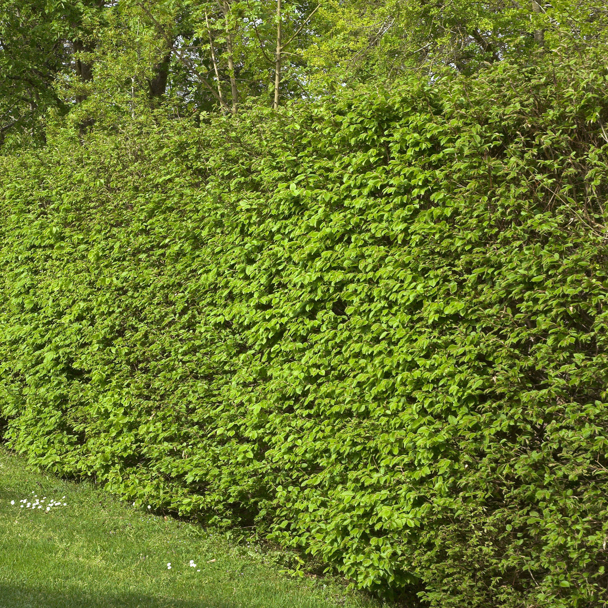 Verkauf Hainbuche (x10) - Carpinus betulus