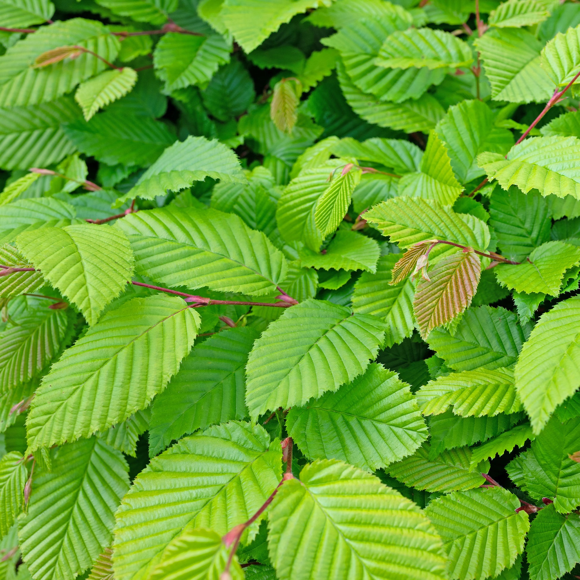 Hainbuche (x10) - Carpinus betulus - Sträucher und Stauden