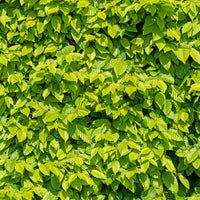 Verkauf Hainbuche (x10) - Carpinus betulus