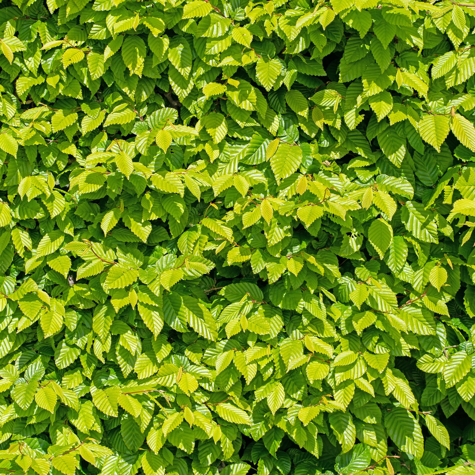 Hainbuche (x10) - Carpinus betulus - Sträucher und Stauden