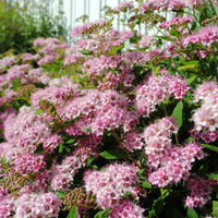 Dreifarbige Spierstrauch Hecke von 1,5m Länge - Spiraea - Bakker