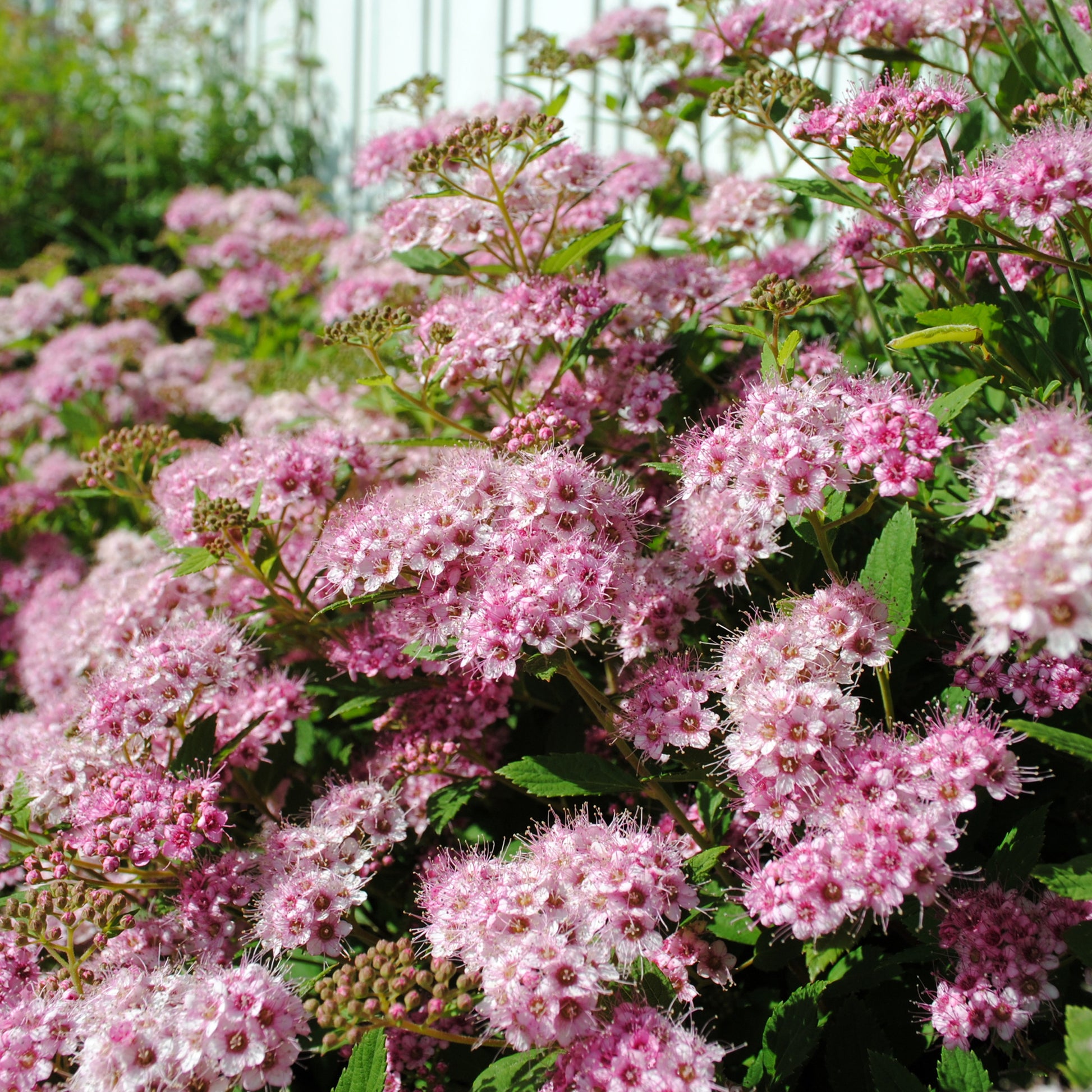Dreifarbige Spierstrauch Hecke von 1,5m Länge - Spiraea - Bakker
