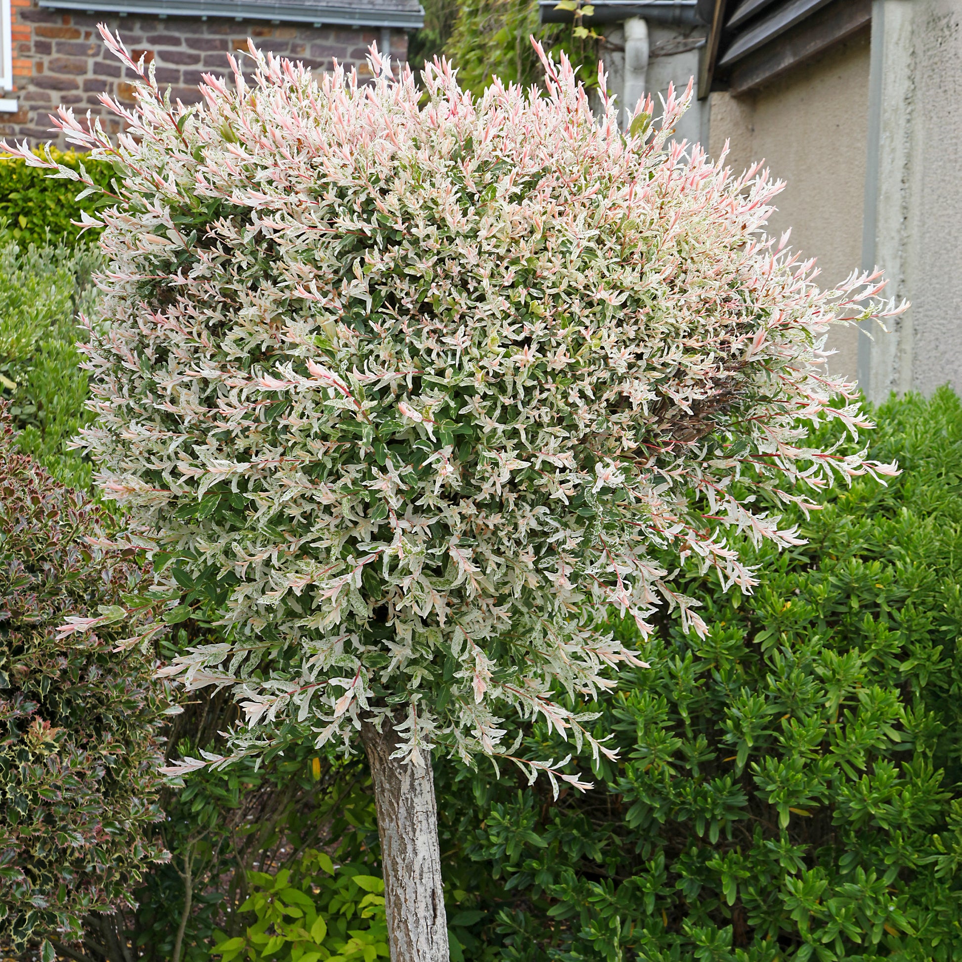 Harlekinweide auf Stamm - Salix integra hakuro nishiki - Sträucher