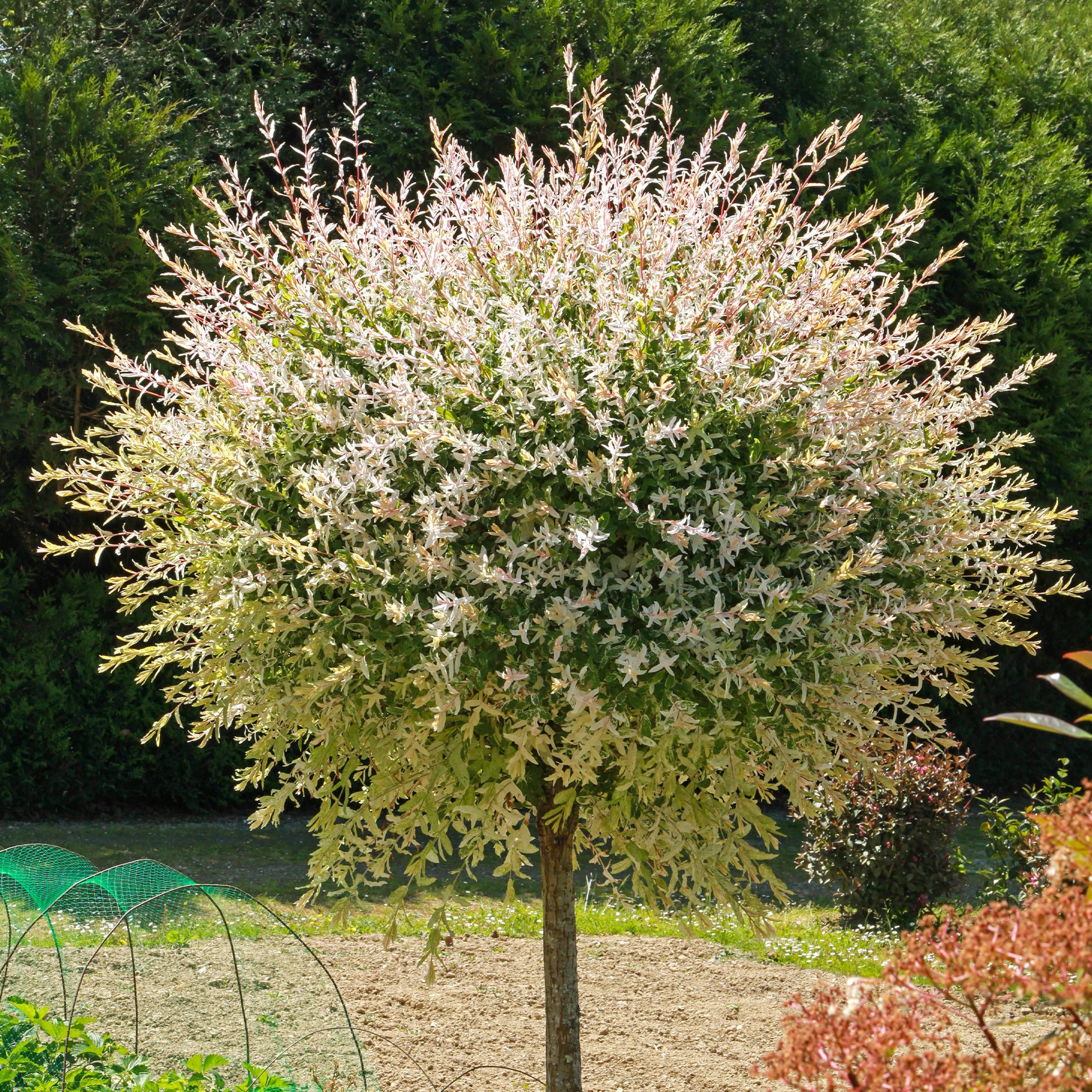 Harlekinweide auf Stamm - Salix integra hakuro nishiki - Sträucher