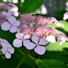Hortensie Indian Summer - Hydrangea serrata indian summer - Hortensien