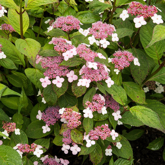 Hydrangea serrata Indian Summer - Hortensie Indian Summer - Hortensien
