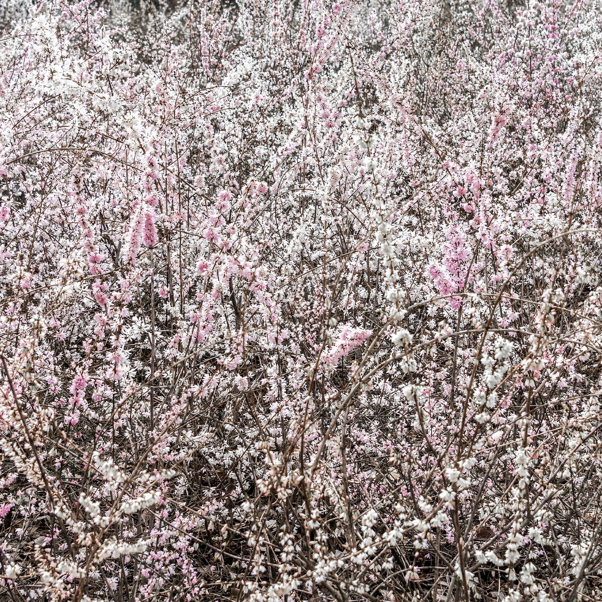 Abeliophyllum distichum - Forsythien weiß + rosa - Sträucher