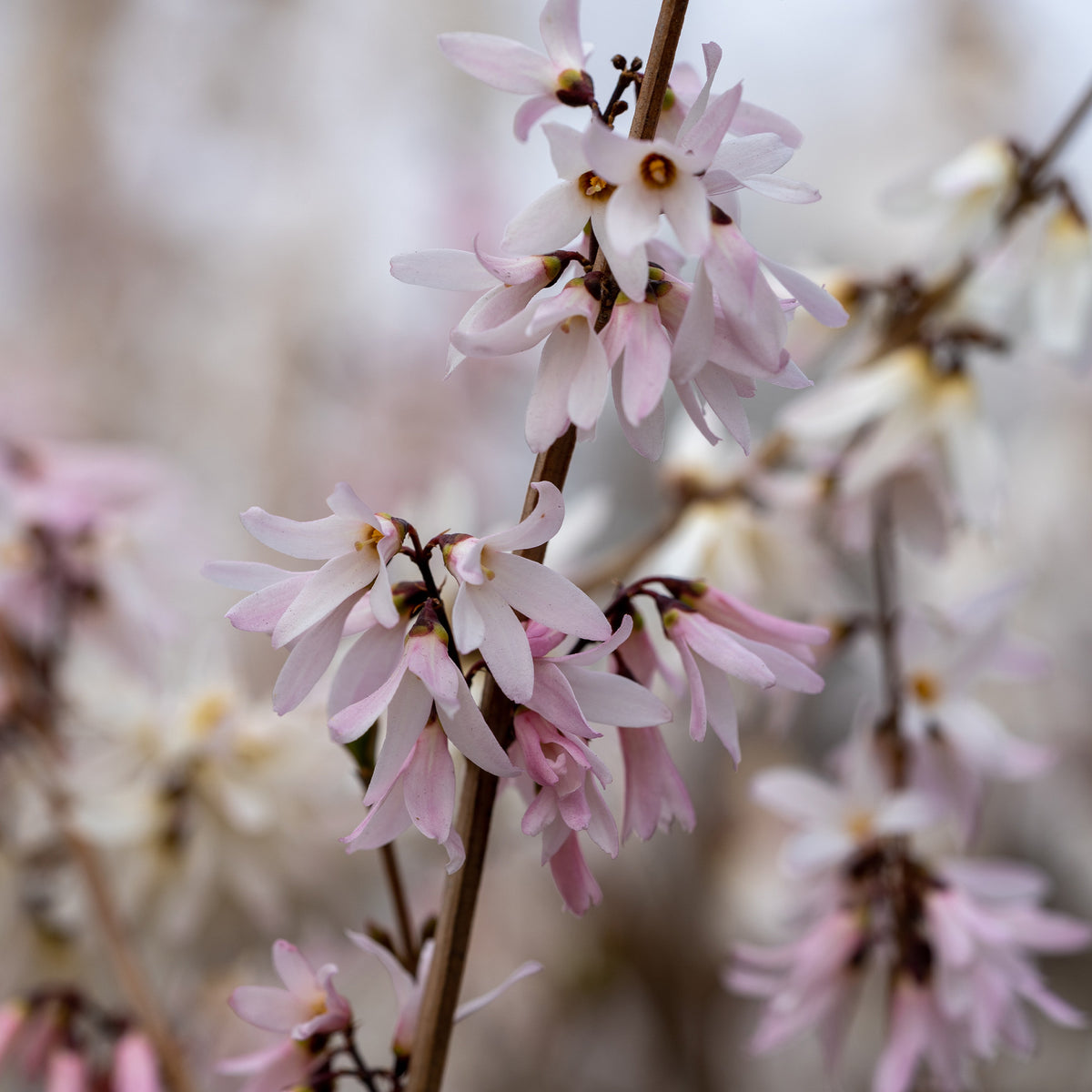 Verkauf Forsythien weiß + rosa - Abeliophyllum distichum