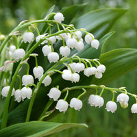 Maiglöckchen Mischung (3 Weiß + 3 Rosa + 3 Riesen Bordeaux) (x 9) - Convallaria majalis - Bakker
