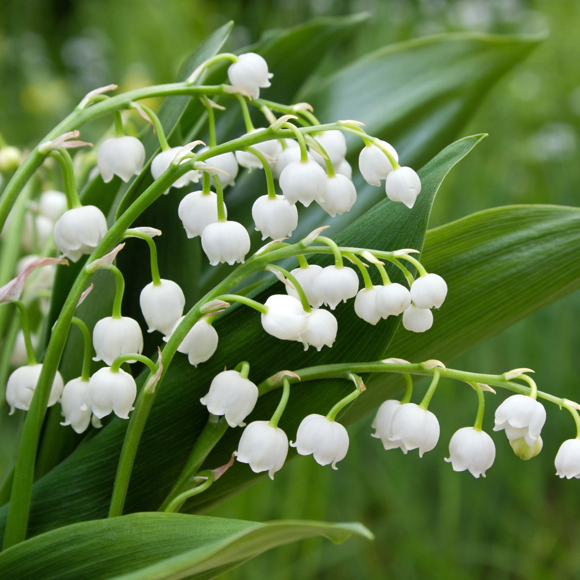 Maiglöckchen Mischung (3 Weiß + 3 Rosa + 3 Riesen Bordeaux) (x 9) - Convallaria majalis - Sträucher und Stauden