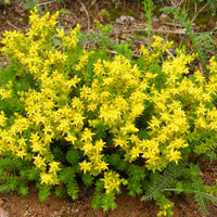 Verkauf Sedum acre, Hosta, Aster, Erigeron speciosus Rosa Jewel, Delphinium, Phlox paniculata, Thymus serpyllum, Sedum spurium, Incarvillea Delavayi, Achillea , Gypsophila paniculata, Lupinus - Mehrjährigen Pflanzen Mischung - Fläche ca. 2 m²