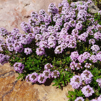 Blühende Stauden - Mehrjährigen Pflanzen Mischung - Fläche ca. 2 m² - Sedum acre, Hosta, Aster, Erigeron speciosus Rosa Jewel, Delphinium, Phlox paniculata, Thymus serpyllum, Sedum spurium, Incarvillea Delavayi, Achillea , Gypsophila paniculata, Lupinus
