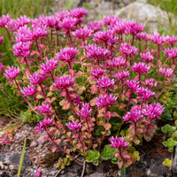 Verkauf Mehrjährigen Pflanzen Mischung - Fläche ca. 2 m² - Sedum acre, Hosta, Aster, Erigeron speciosus Rosa Jewel, Delphinium, Phlox paniculata, Thymus serpyllum, Sedum spurium, Incarvillea Delavayi, Achillea , Gypsophila paniculata, Lupinus