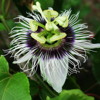 Passionsfrucht Frederick - Passiflora edulis frederick - Obstsorte