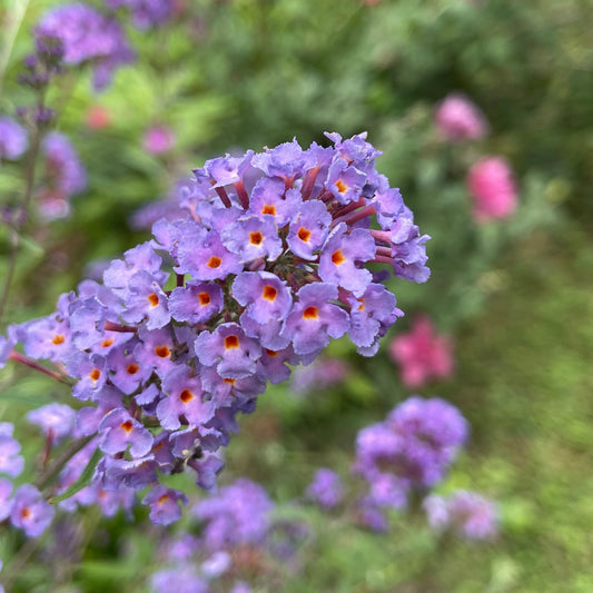 Schmetterlingsflieder Dreaming Lavender - Buddleja dreaming lavender