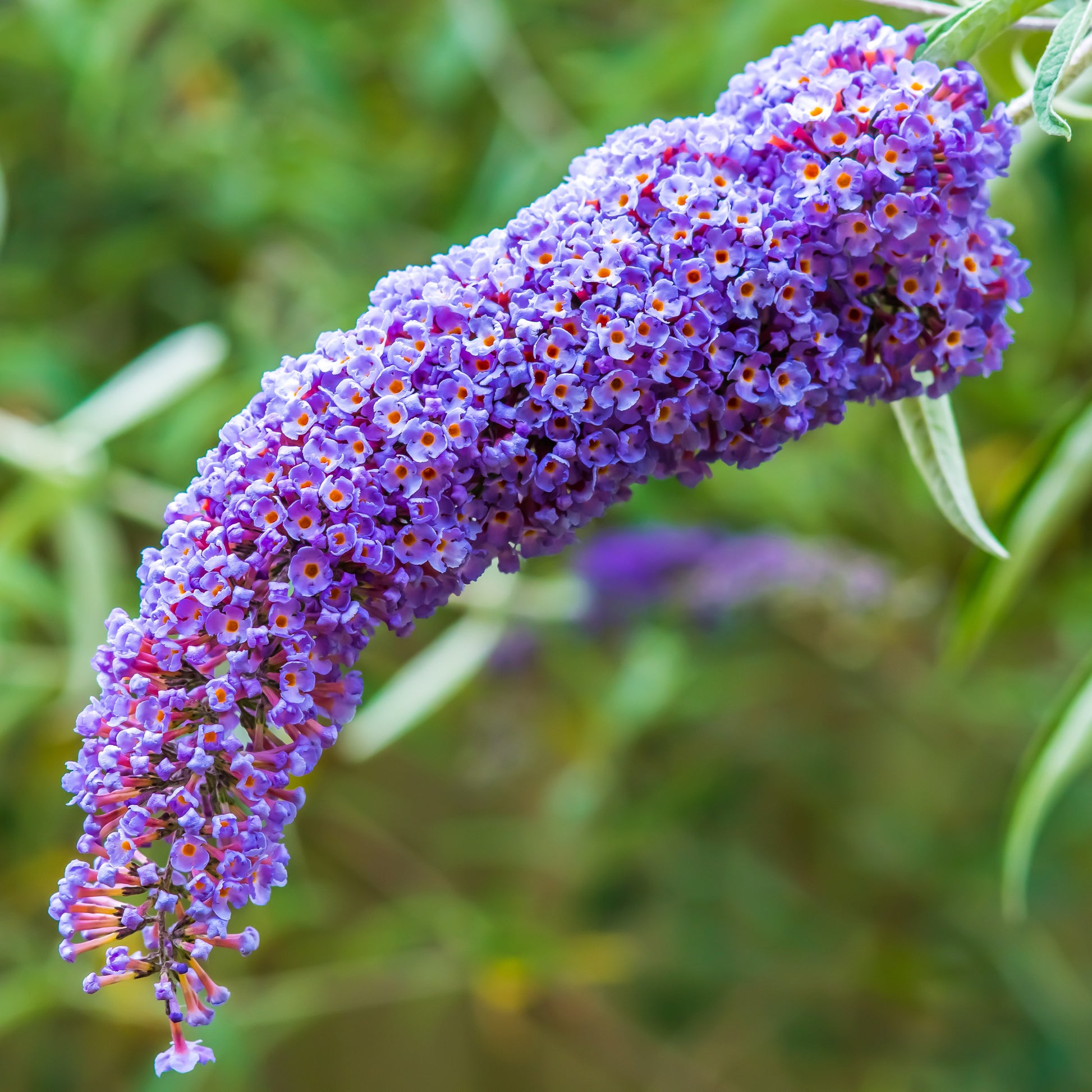Schmetterlingsflieder Dreaming Lavender - Buddleja dreaming lavender
