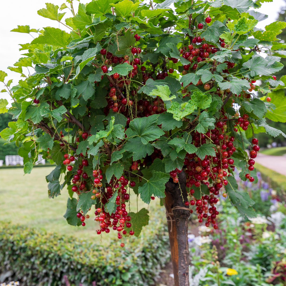 Ribes rubrum, nigrum - Hochstamm-Kollektion Johannisbeere & Schwarze Johannisbeere (x2) - Schwarze Johannisbeeren