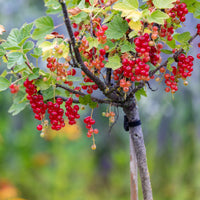 Rote Johannisbeere auf Stamm - Ribes rubrum Jonkheer van Tets - Bakker