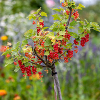 Verkauf Rote Johannisbeere auf Stamm - Ribes rubrum Jonkheer van Tets