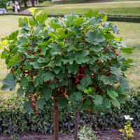 Johannisbeeren - Rote Johannisbeere auf Stamm - Ribes rubrum Jonkheer van Tets
