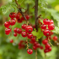 Ribes rubrum Jonkheer van Tets - Rote Johannisbeere auf Stamm - Johannisbeeren