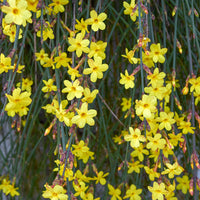 Jasminum nudiflorum - Winterjasmin - Kletterpflanzen