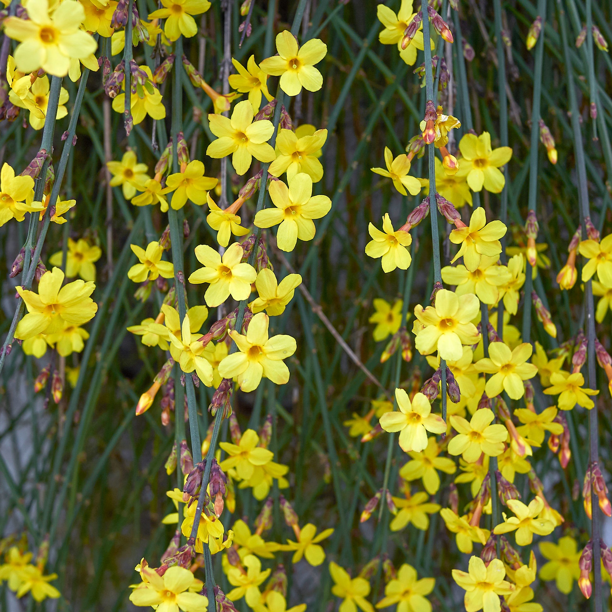 markise jasmin Winterjasmin - Jasminum nudiflorum