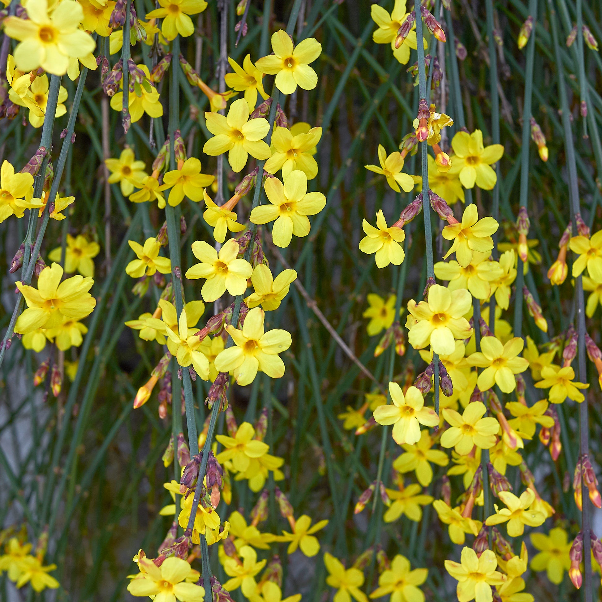 Winterjasmin - Jasminum nudiflorum