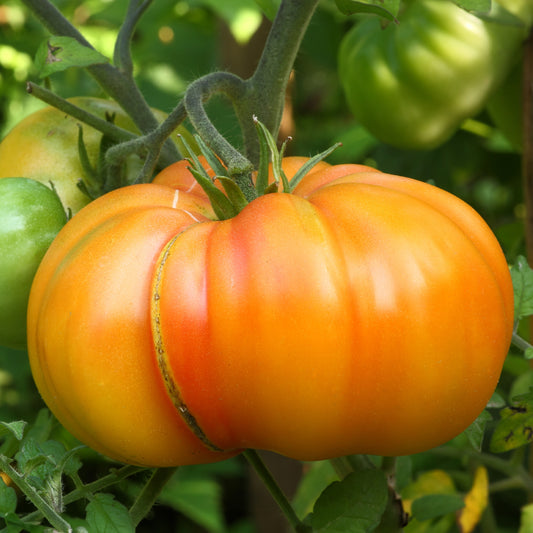 Fleischtomate Ananas - Solanum lycopersicum ananas - Gemüsegarten