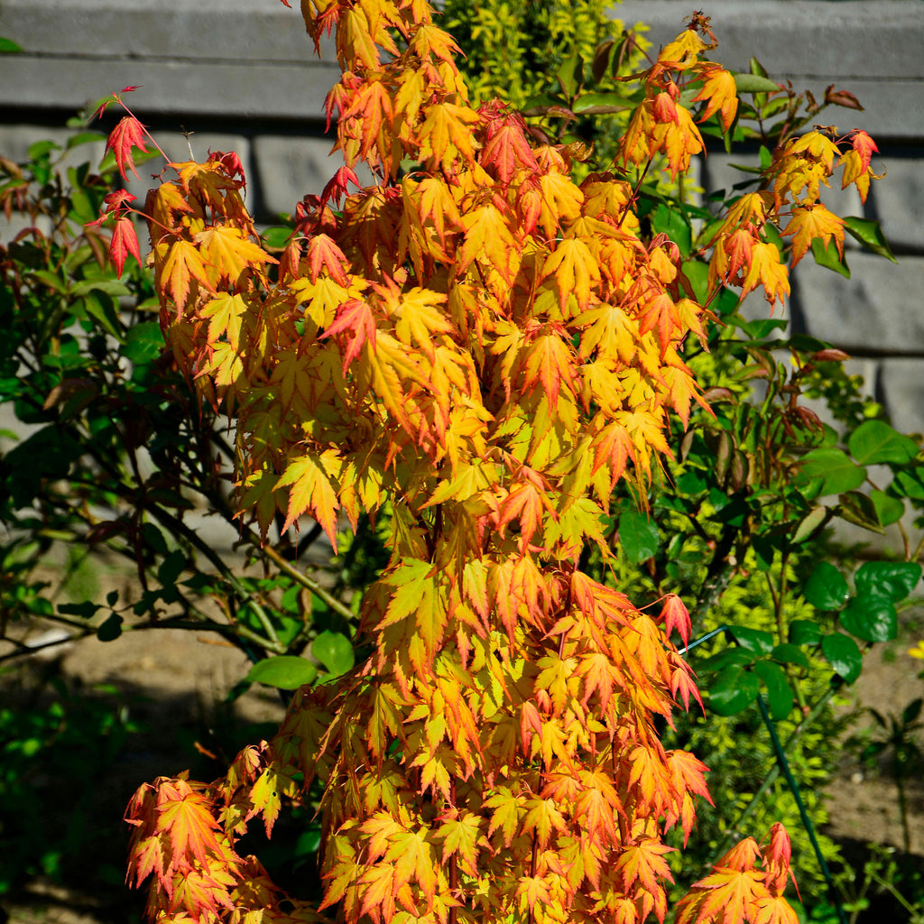 Fächerahorn 'Orange Dream' - Acer palmatum orange dream