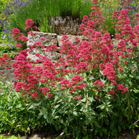 Rote Spornblume - Centranthus ruber coccineus