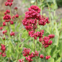 Verkauf Rote Spornblume - Centranthus ruber coccineus