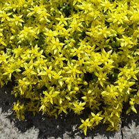 Verkauf Scharfer Mauerpfeffer (x2) - Sedum acre