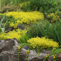 Campanula poscharskyana, Sedum acre - 4 Bodendecker für Mauern - Blühende Stauden
