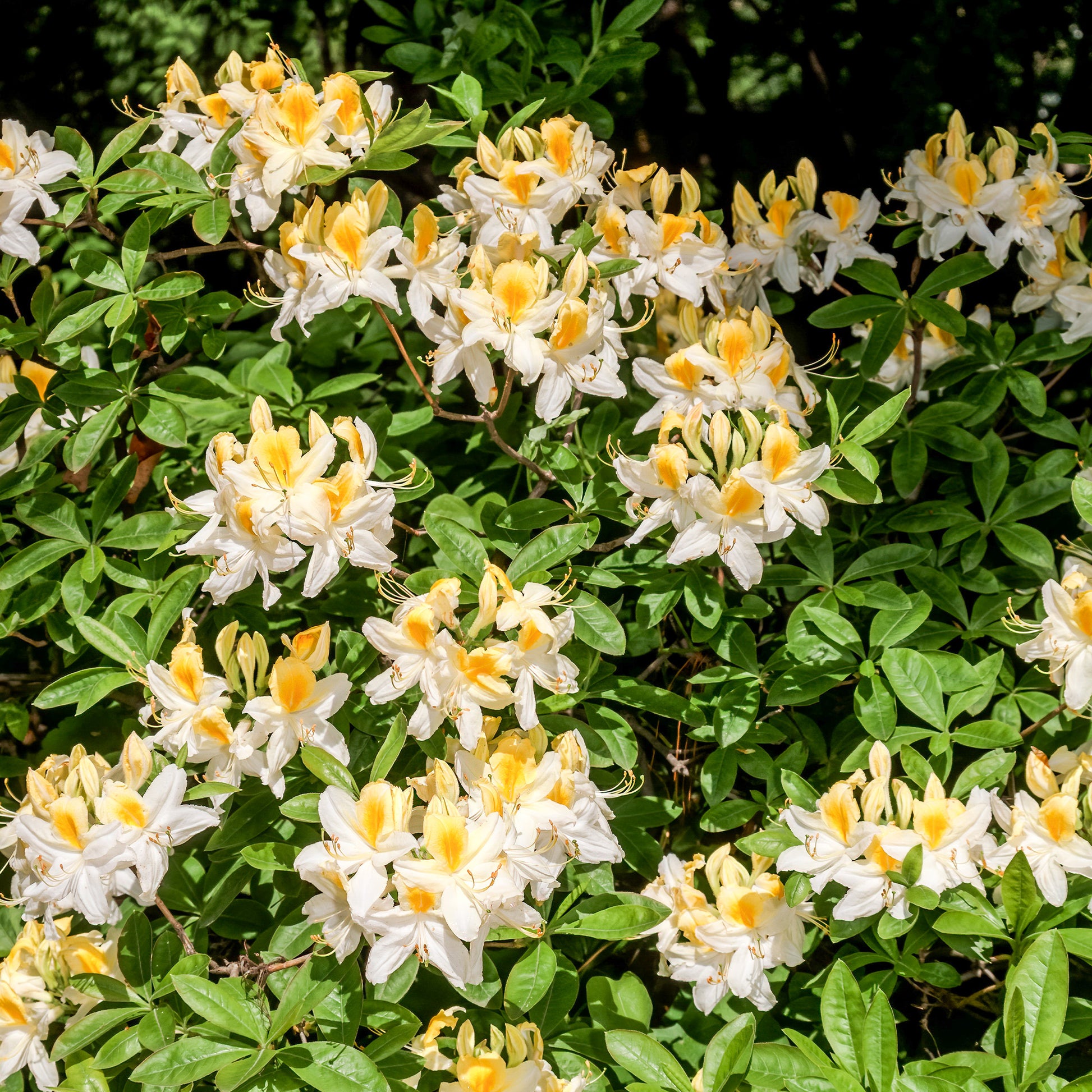 Azalee Weiss - Azalea mollis - Gartenpflanzen