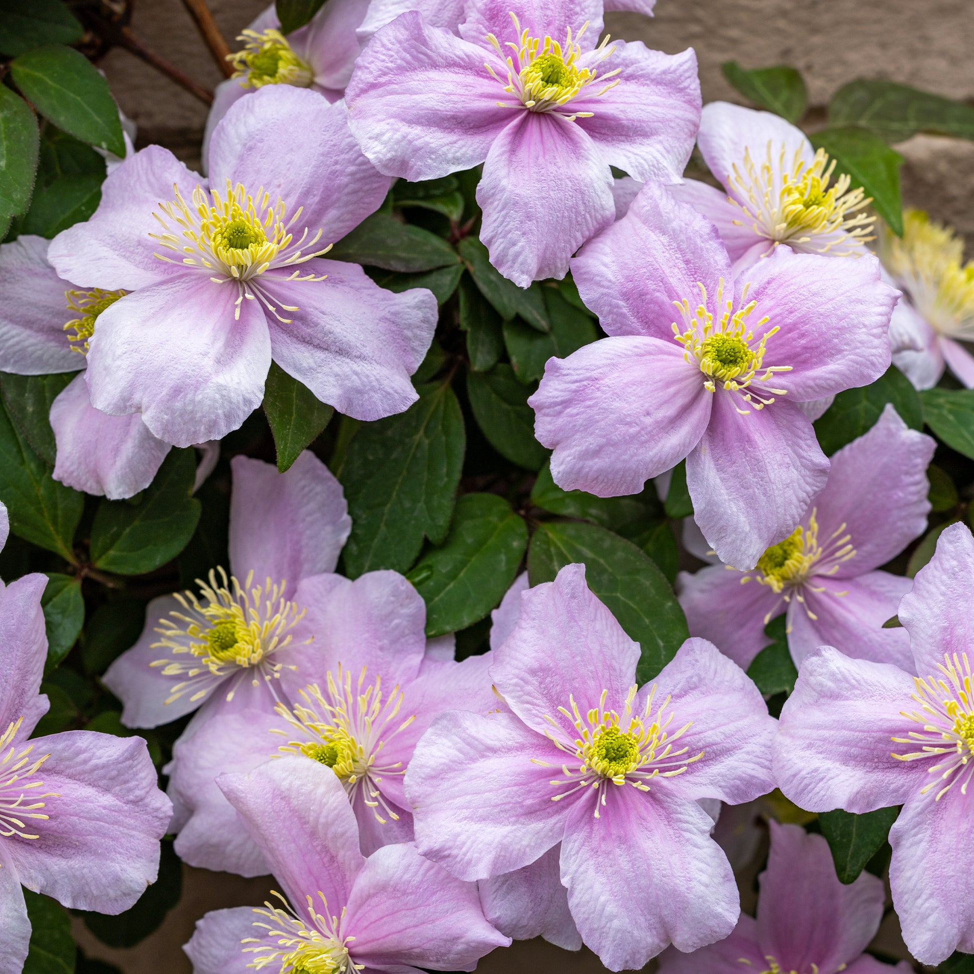 Waldrebe Mayleen - Clematis montana mayleen