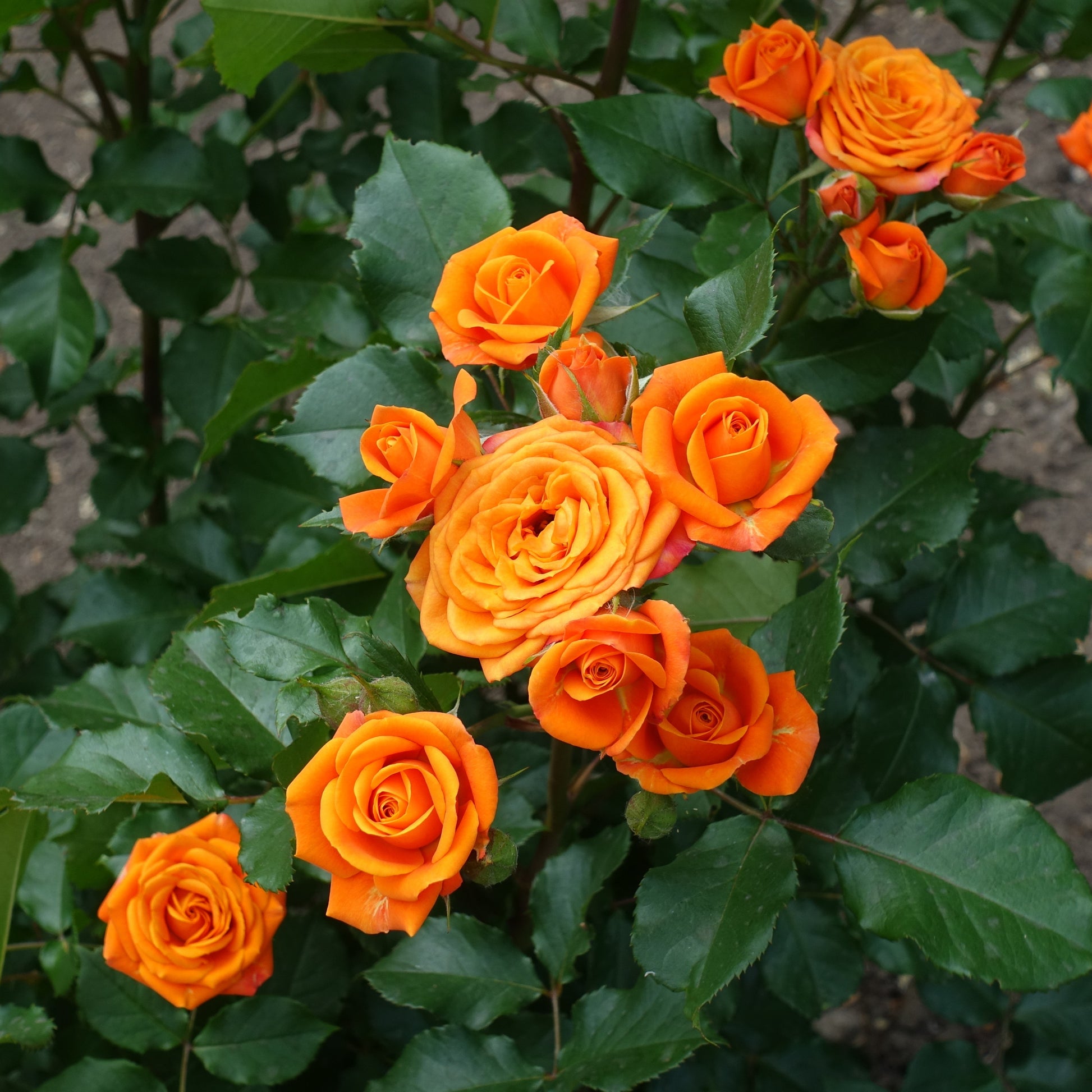 Strauchrose orange - Rosa