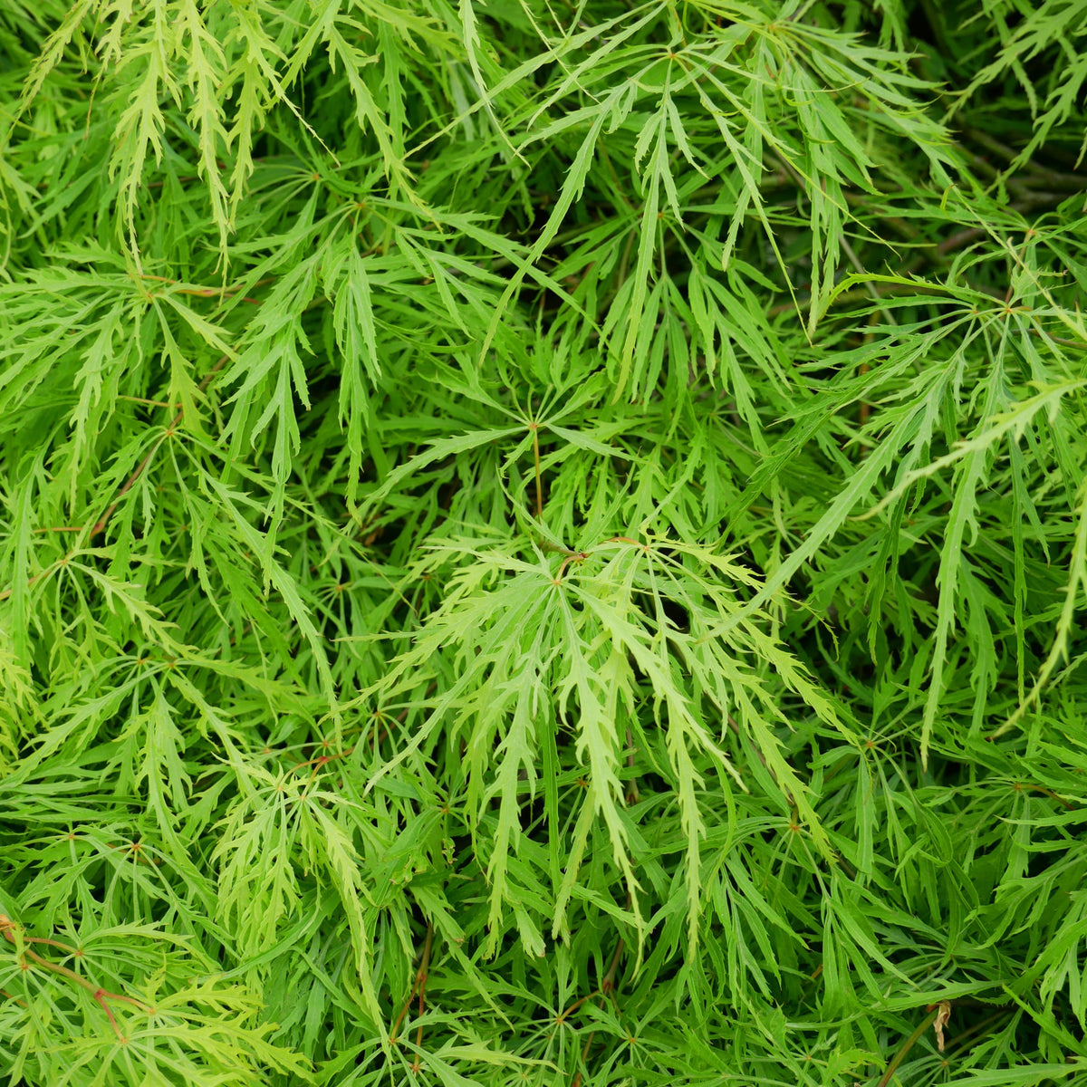 Japanischer Ahorn - Fächerahorn 'Emerald Lace' - Acer palmatum emerald lace