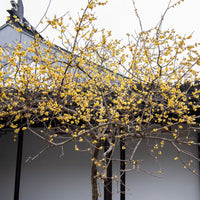 Winterblüte - Chimonanthus praecox - Bakker