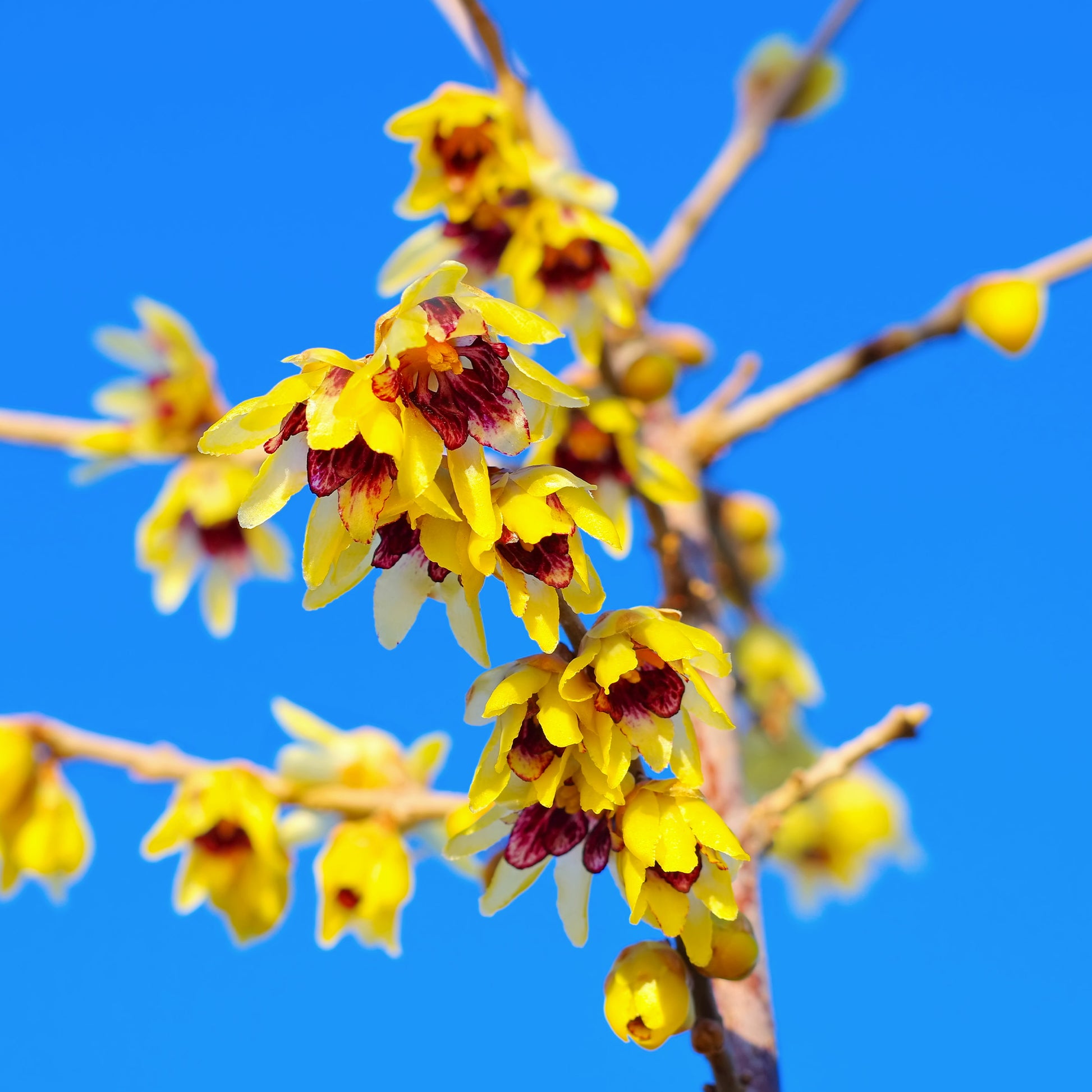 Winterblüte - Chimonanthus praecox - Gartenpflanzen