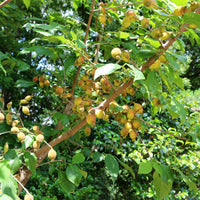 Sträucher - Winterblüte - Chimonanthus praecox
